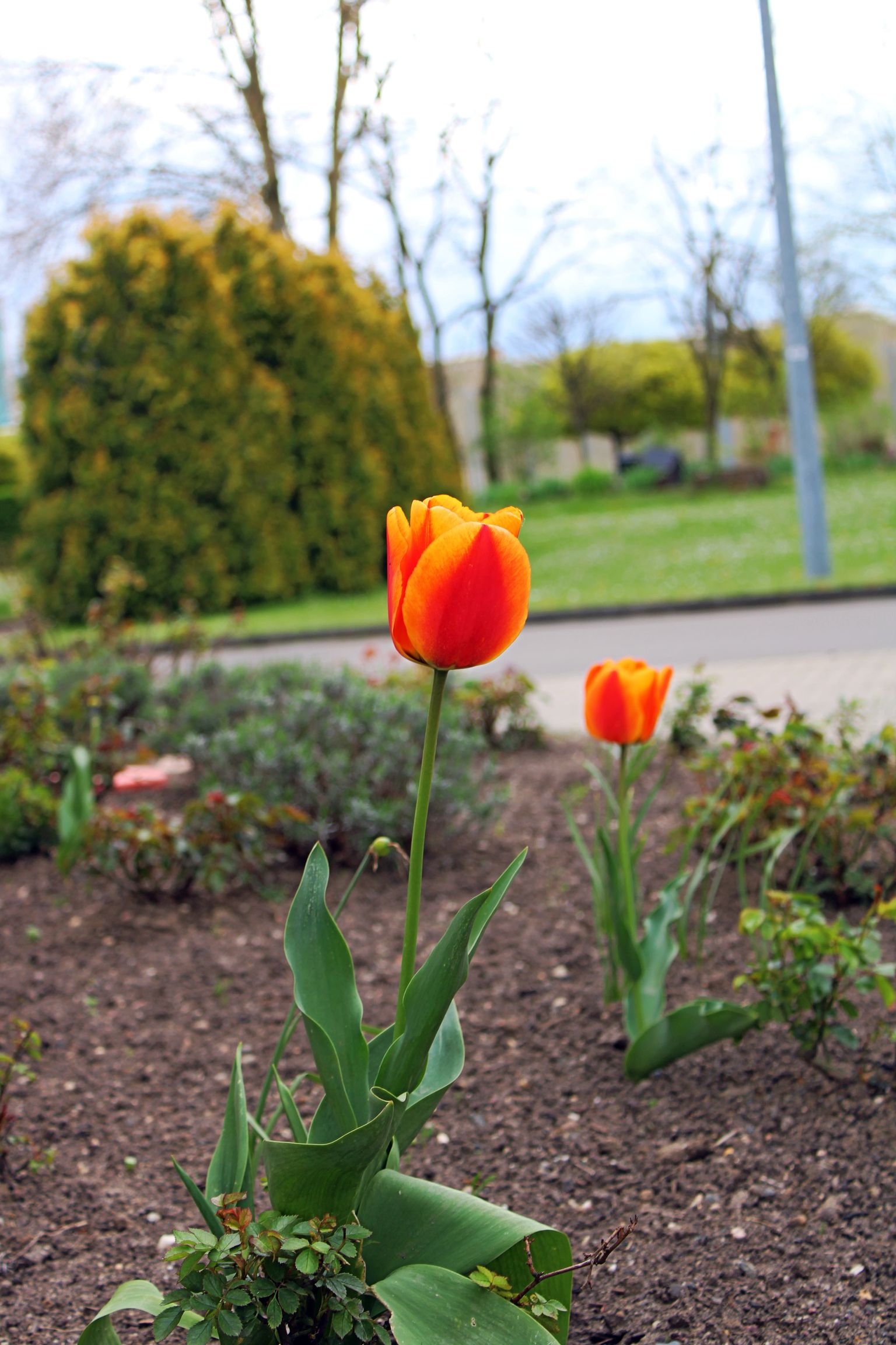 JVA Leipzig - Garten- und Landschaftsbau - Pflanzarbeiten